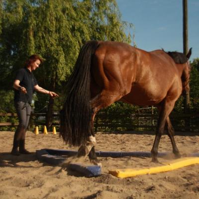 Dualaktivierung baut auf